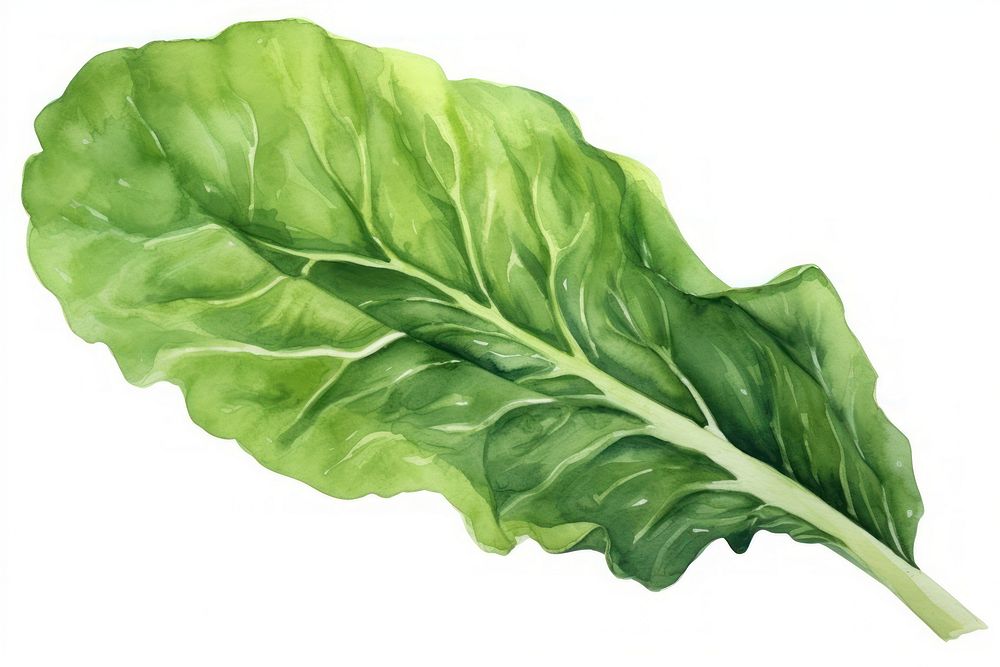 Vegetable leaf lettuce spinach. AI generated Image by rawpixel.