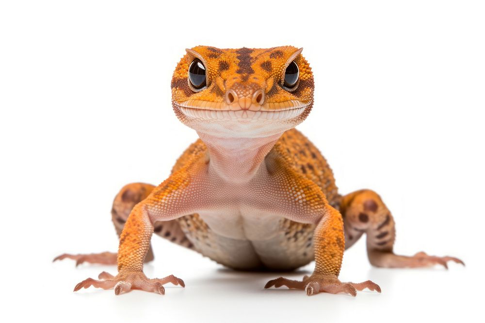 Gecko reptile animal lizard. AI generated Image by rawpixel.