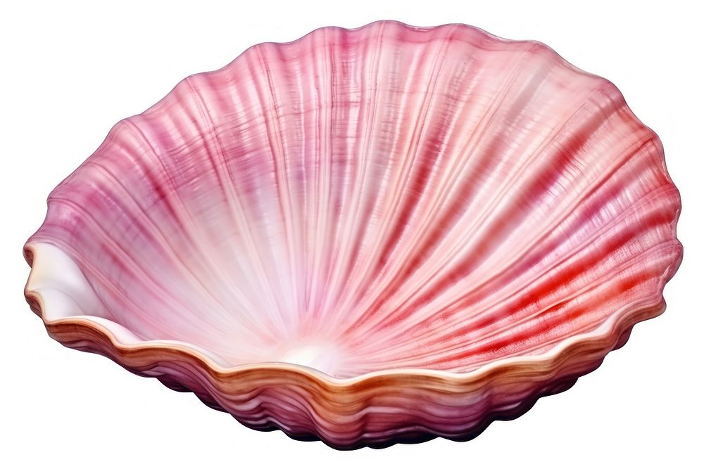 Seashell clam invertebrate freshness. AI generated Image by rawpixel.