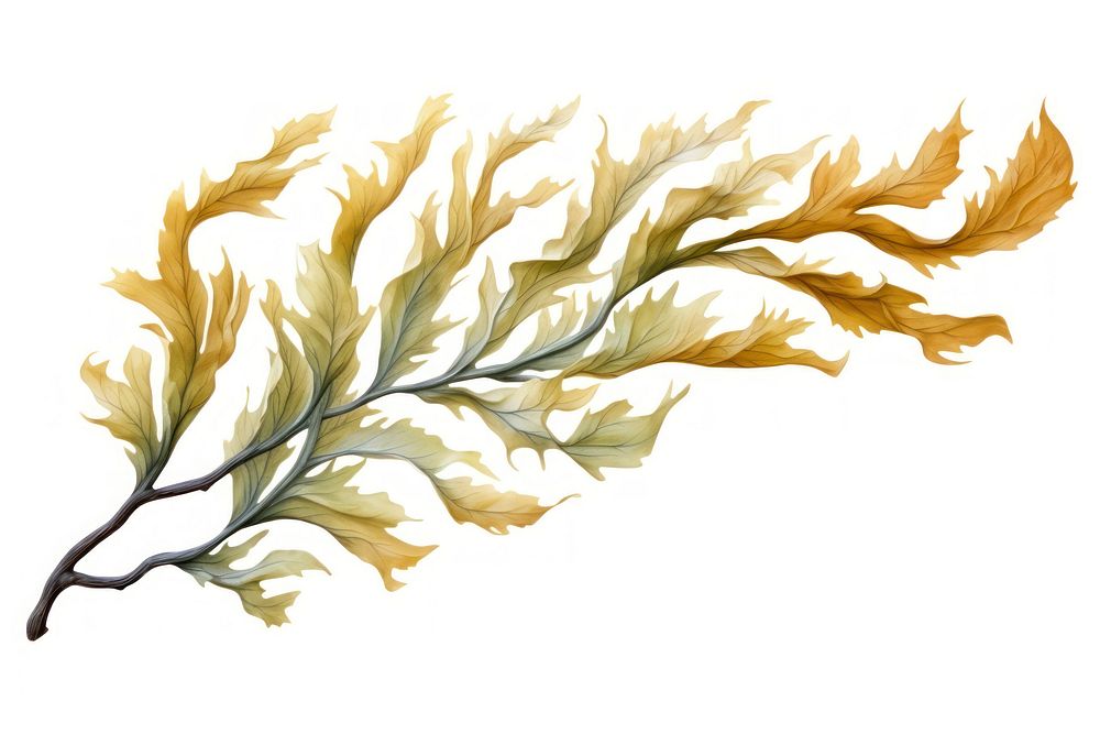 Seaweed plant leaf graphics, digital paint illustration.