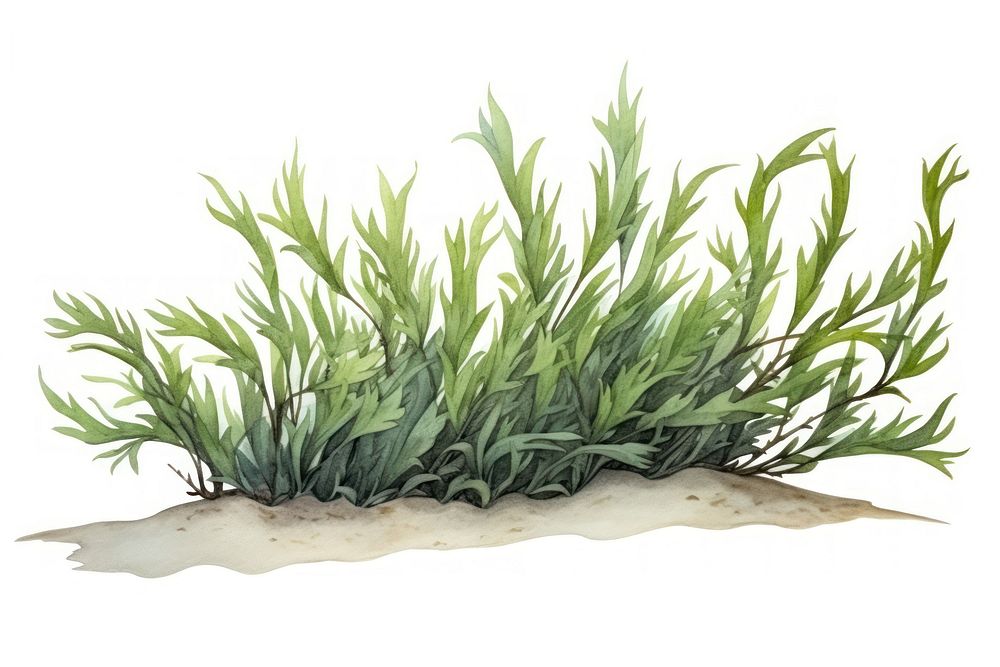 Plant grass herbs leaf, digital paint illustration. AI generated image