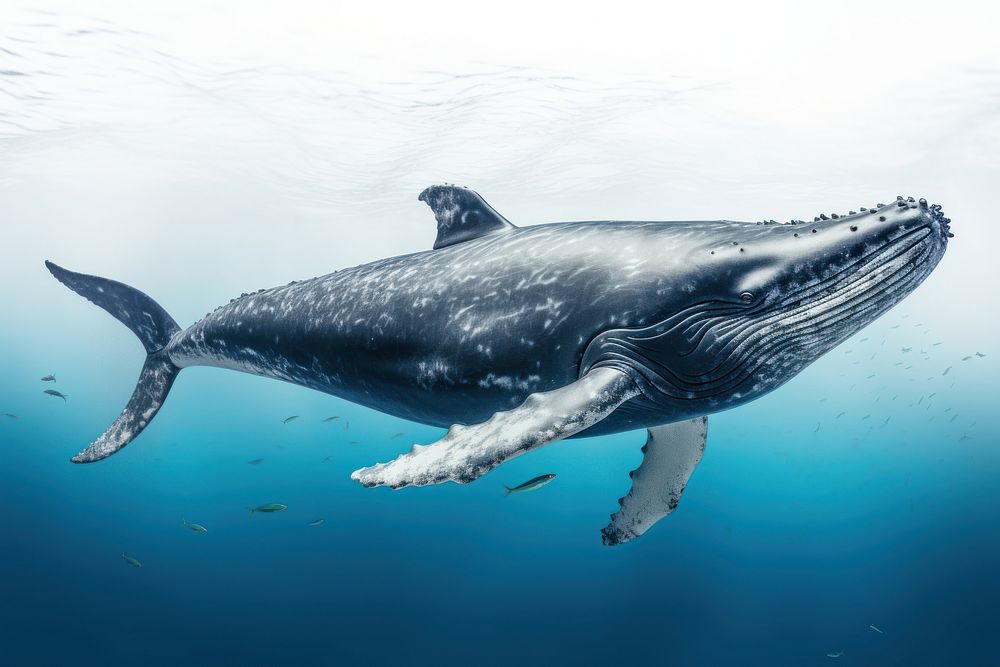 Whale animal mammal ocean. AI generated Image by rawpixel.