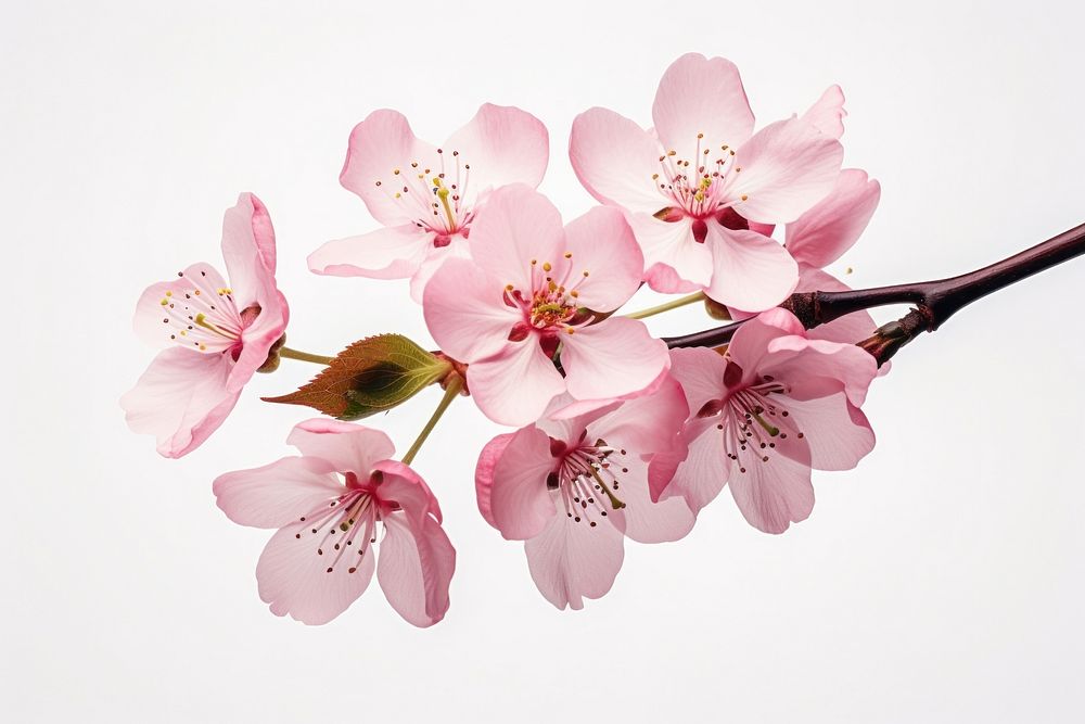 Blossom flower cherry plant. 