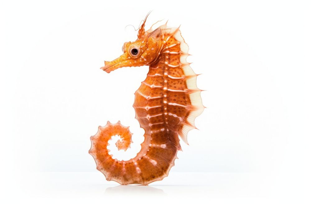 Seahorse animal white background wildlife. 