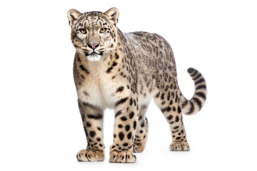 Leopard wildlife cheetah animal. AI generated Image by rawpixel.