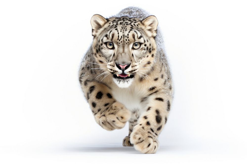 Leopard wildlife cheetah animal. AI generated Image by rawpixel.