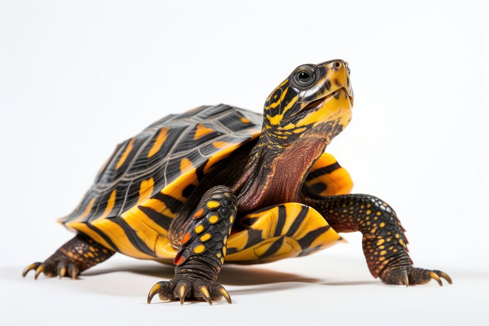 Tortoise reptile animal turtle. AI generated Image by rawpixel.