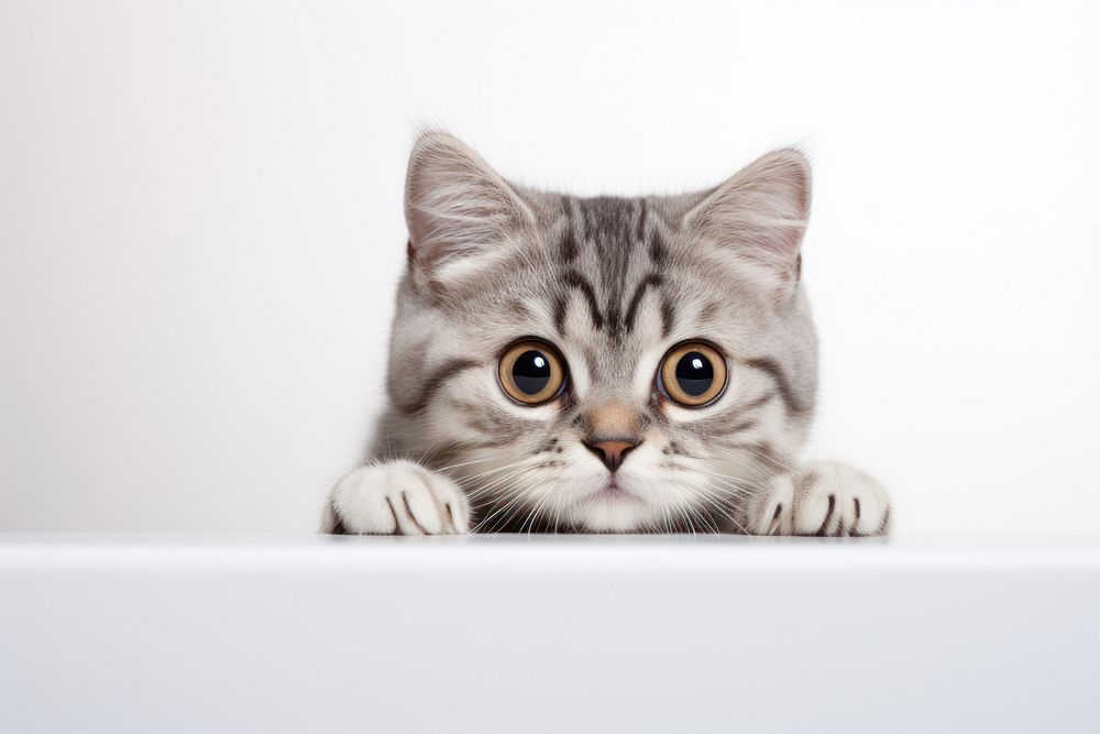 Pet animal mammal kitten. AI generated Image by rawpixel.