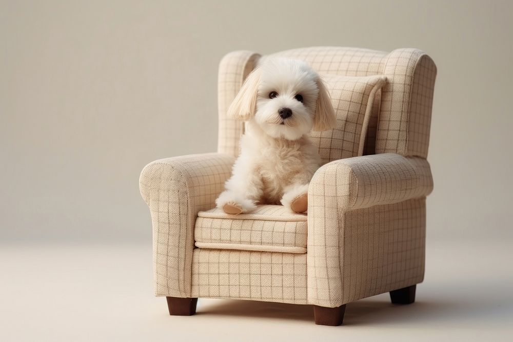 Armchair dog furniture mammal. AI generated Image by rawpixel.