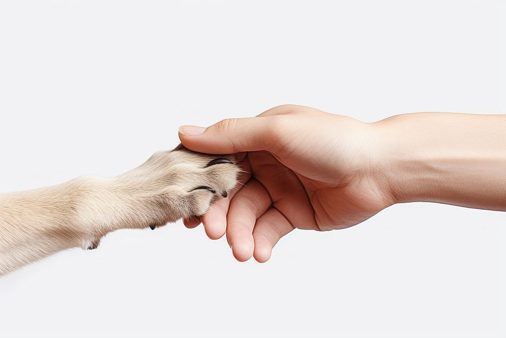 Hand mammal animal finger. AI generated Image by rawpixel.