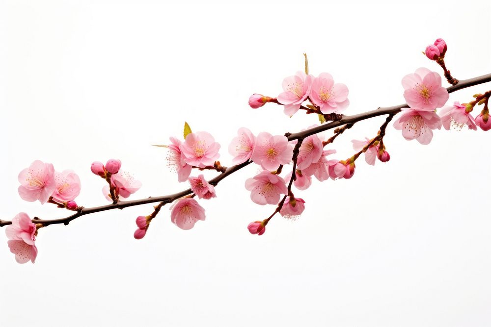 Blossom branch flower plant. AI generated Image by rawpixel.