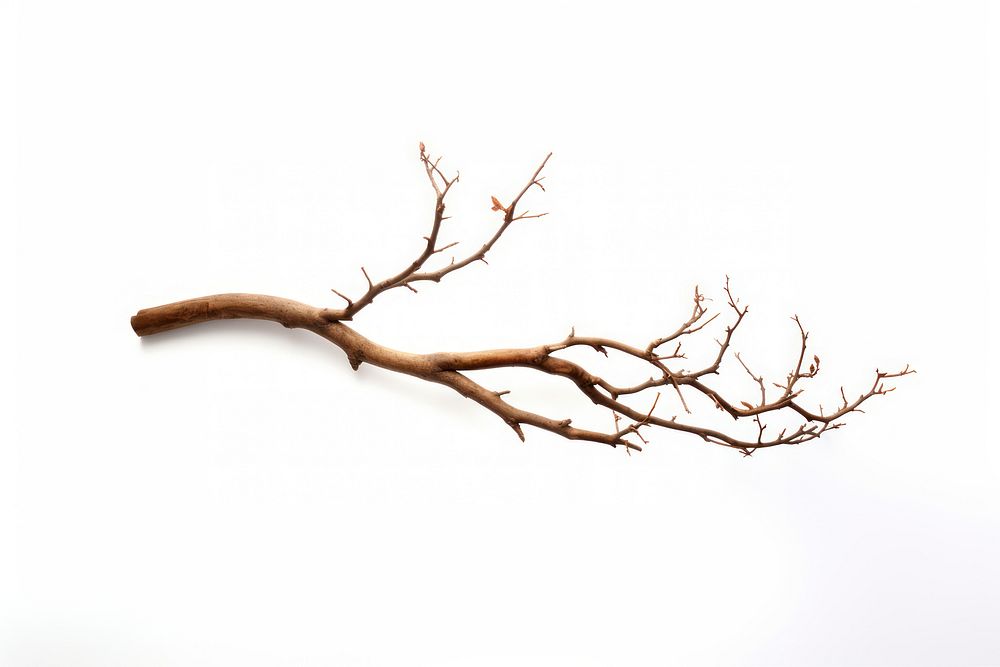 Tree branch plant wood. AI generated Image by rawpixel.