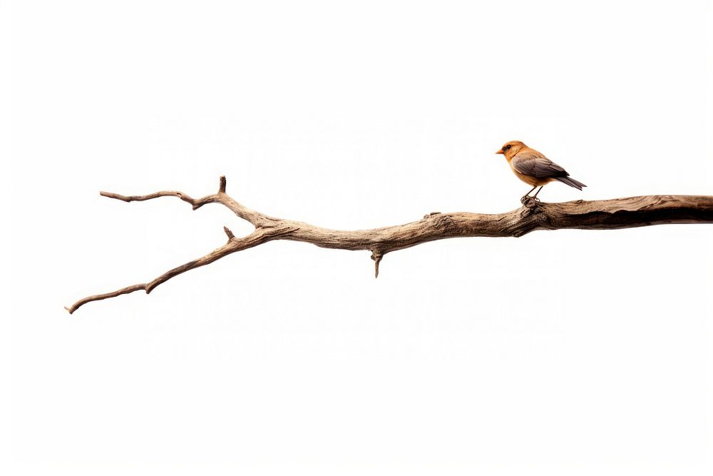 Bird branch animal tree. AI generated Image by rawpixel.