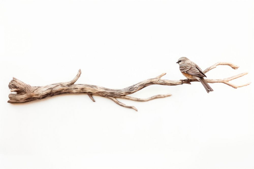 Wood bird driftwood branch. AI generated Image by rawpixel.