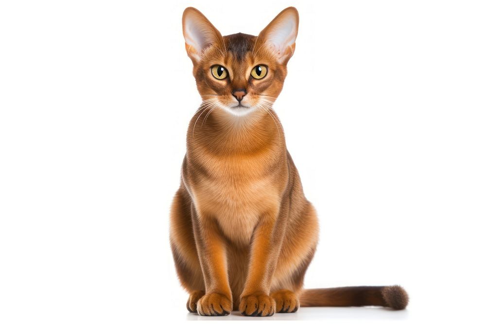 Abyssinian animal mammal pet. AI generated Image by rawpixel.