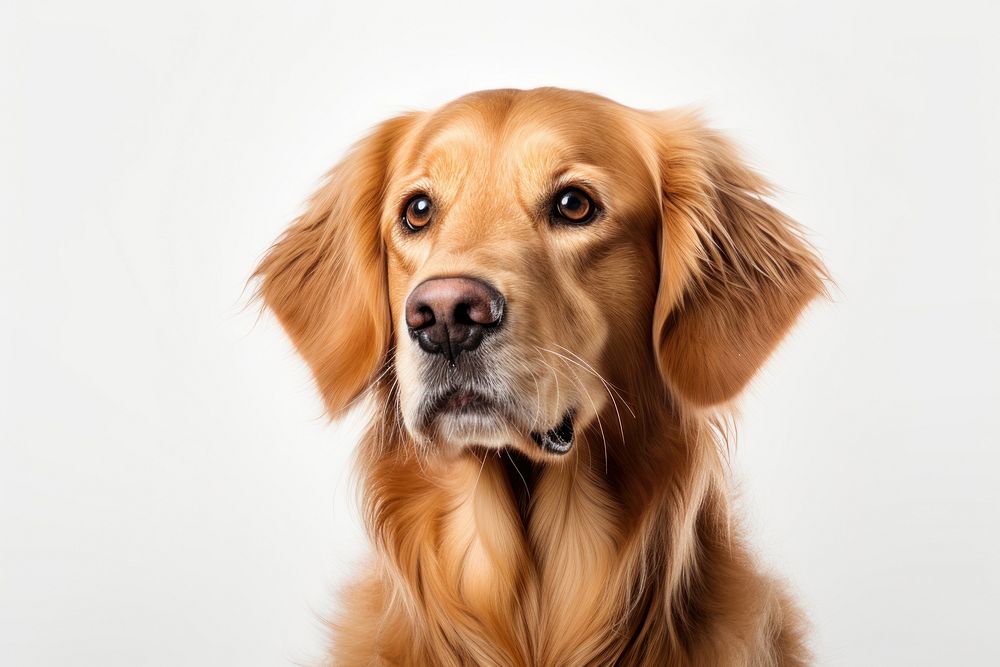 Dog retriever mammal animal. AI generated Image by rawpixel.