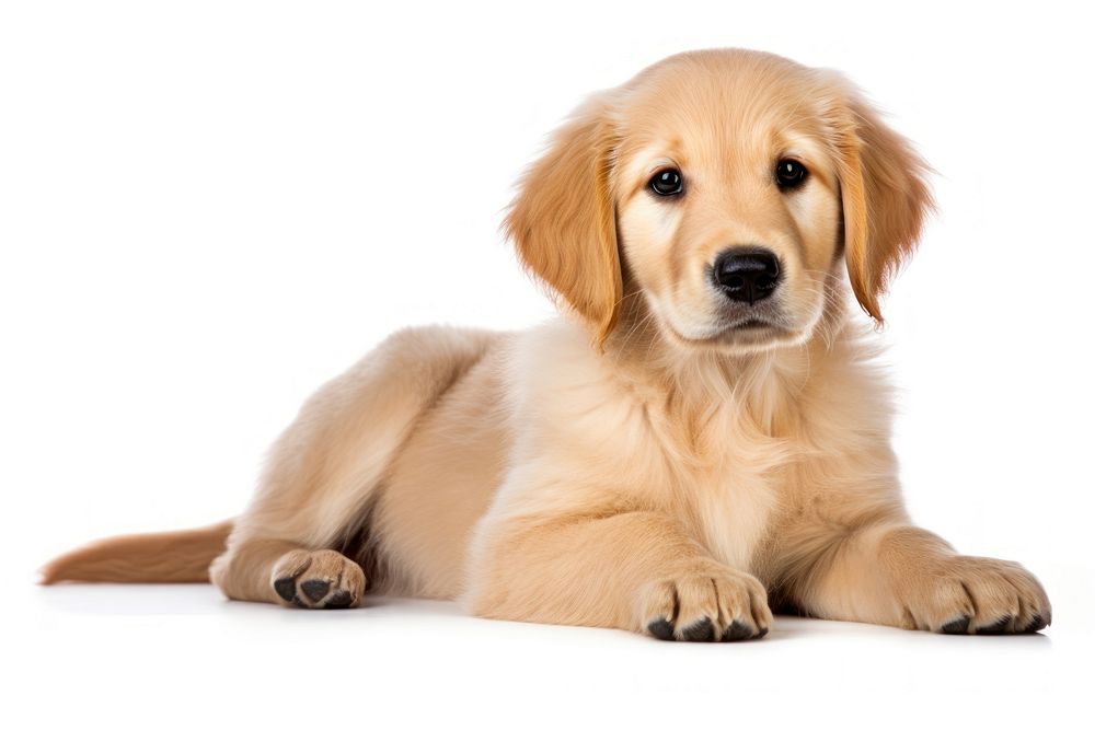 Puppy dog retriever animal. AI generated Image by rawpixel.