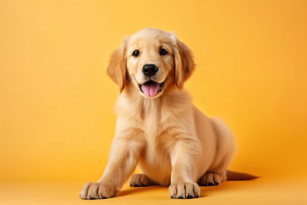 Puppy retriever animal mammal. 