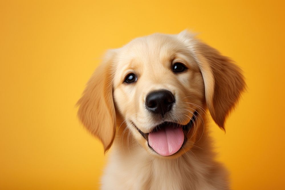 Puppy retriever animal mammal. AI generated Image by rawpixel.