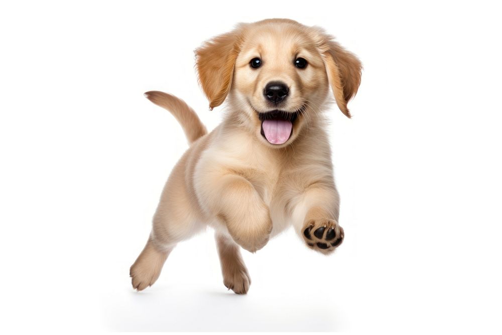 Puppy retriever mammal animal. AI generated Image by rawpixel.
