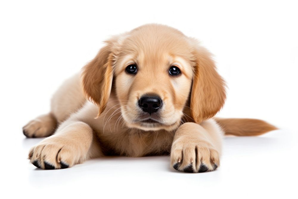 Puppy dog retriever animal. AI generated Image by rawpixel.