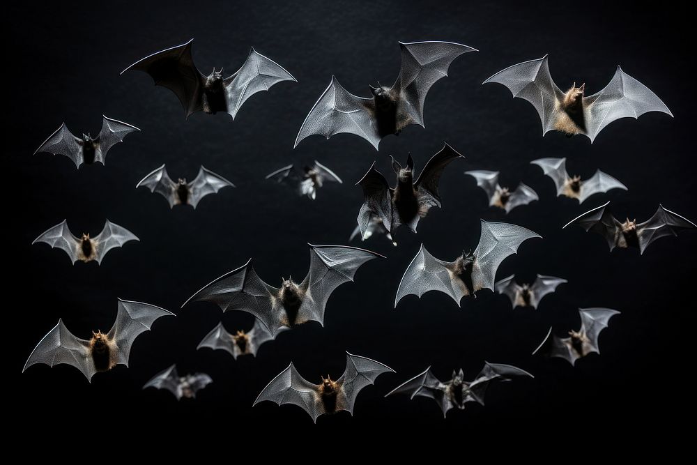 Bat wildlife animal darkness. AI generated Image by rawpixel.