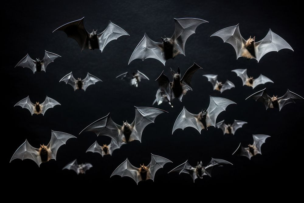 Bat Wildlife Animal Darkness AI Premium Photo Rawpixel   CHJpdmF0ZS9sci9pbWFnZXMvd2Vic2l0ZS8yMDIzLTA4L3Jhd3BpeGVsX29mZmljZV8xMl9zdHVkaW9fcGhvdG9fb2ZfaGFsbG93ZWVuX2JhdHNfaXNvbGF0ZWRfb25fd18yODMxOWQzNS1kNzRhLTQ0MDgtYTE5Ni1mYTY4NTY0ZWE3N2FfMi5qcGc 