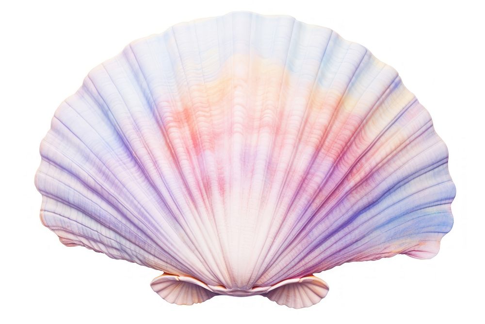 Seashell clam invertebrate fragility. AI generated Image by rawpixel.