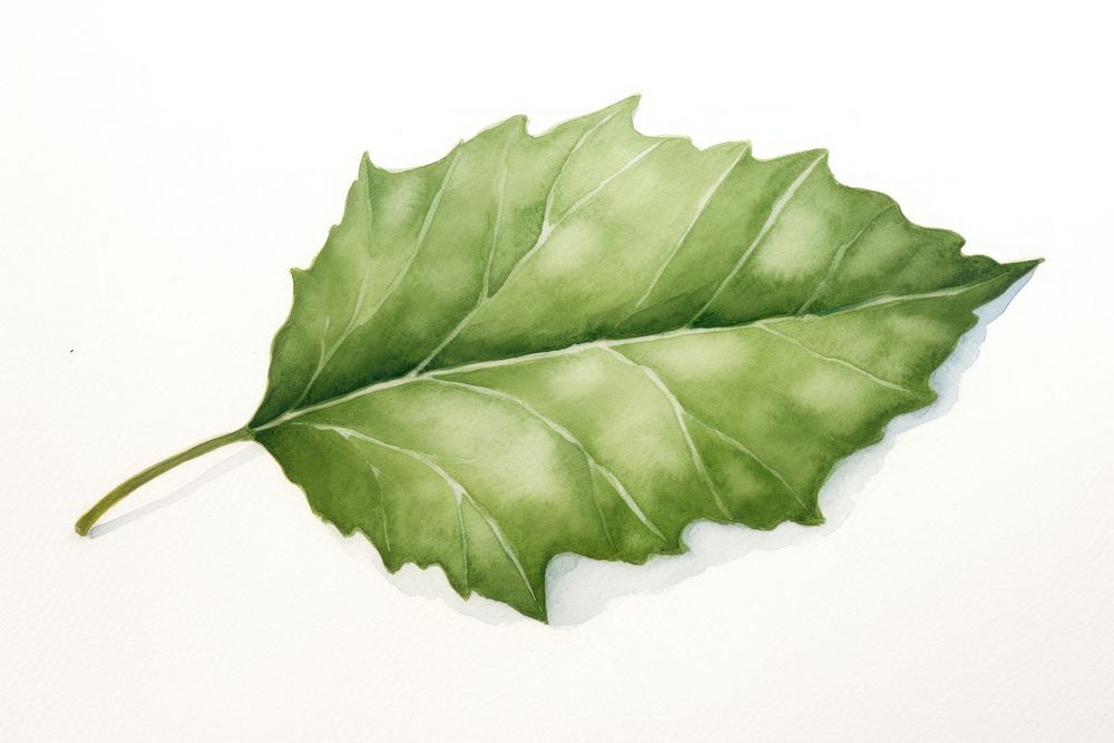 Leaf plant tree sycamore. AI generated Image by rawpixel.
