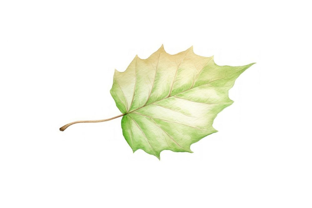 Leaf plant tree freshness. AI generated Image by rawpixel.