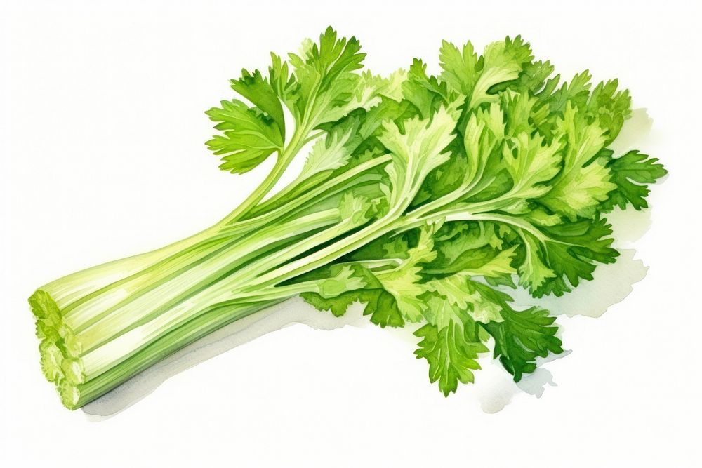 Parsley plant herbs ingredient. AI generated Image by rawpixel.