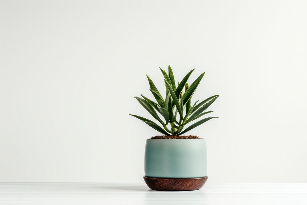 Plant aloe leaf vase. 