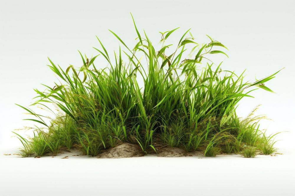 Grass plant white background tranquility. 