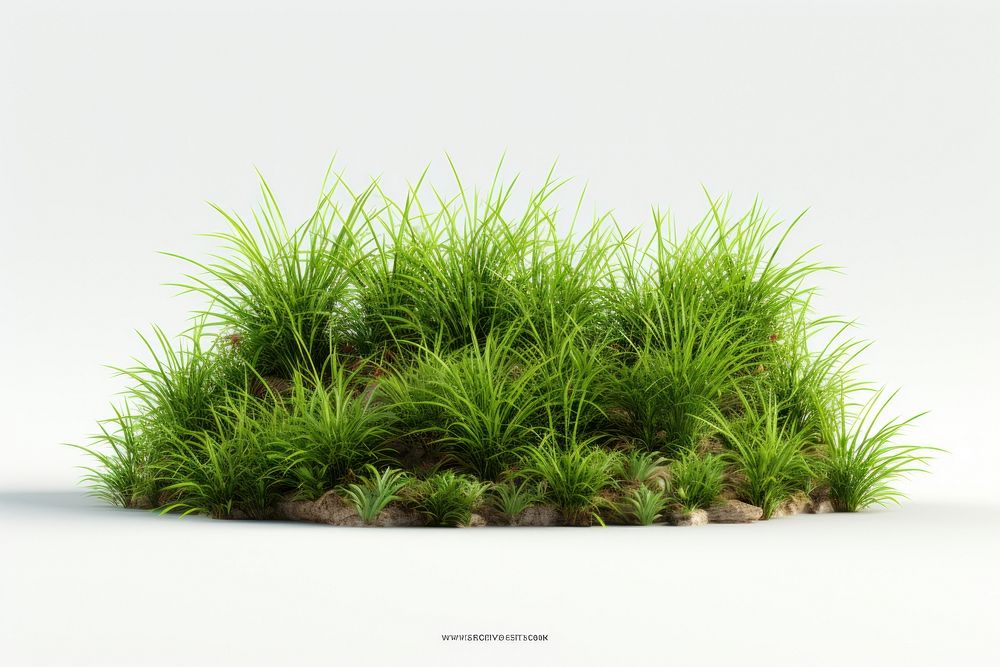 Grass plant white background tranquility. 