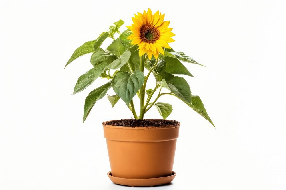Sunflower gardening plant leaf. AI generated Image by rawpixel.