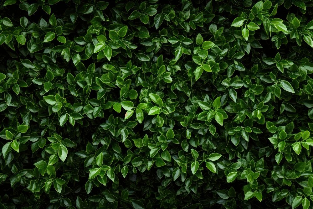Green backgrounds foliage plant. AI generated Image by rawpixel.