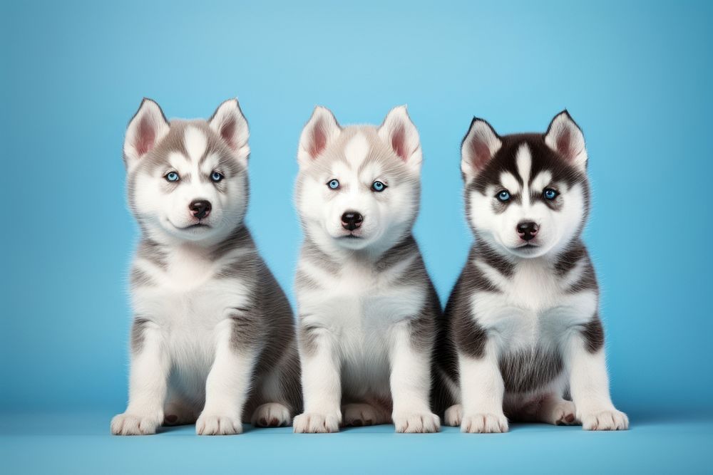Puppy mammal animal husky. AI generated Image by rawpixel.