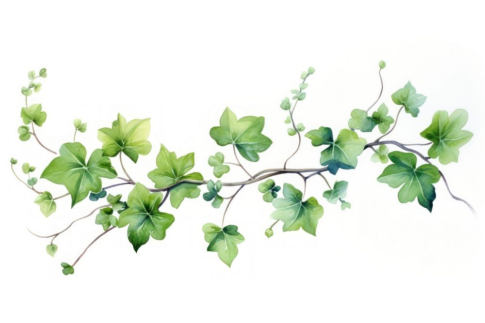 Plant leaf vine ivy. AI generated Image by rawpixel.