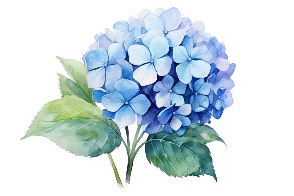Flower hydrangea plant leaf. AI generated Image by rawpixel.