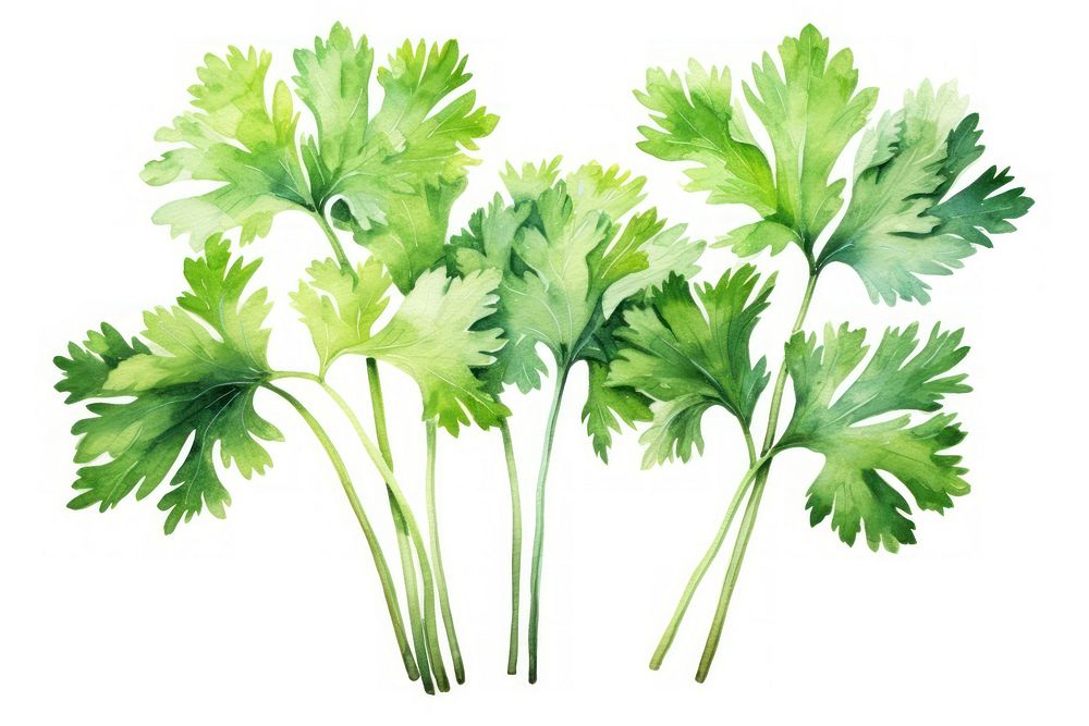 Parsley herbs plant coriander. AI generated Image by rawpixel.