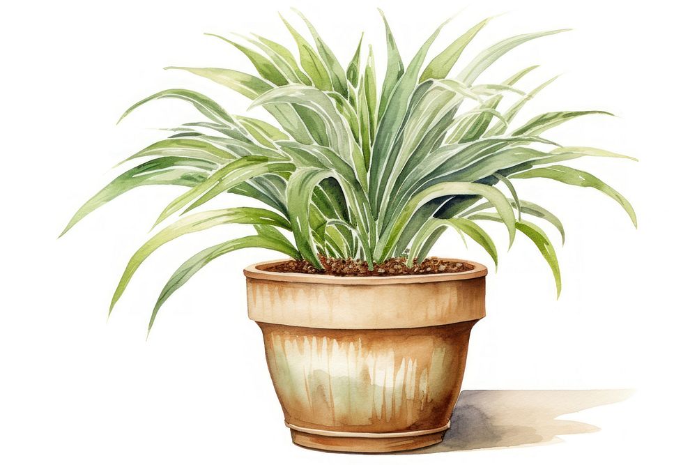 Plant bromeliaceae houseplant flowerpot. AI generated Image by rawpixel.