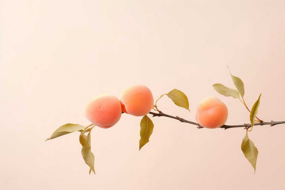 Apricot branch plant peach. AI generated Image by rawpixel.