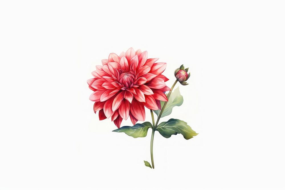 Dahlia flower plant rose. AI generated Image by rawpixel.