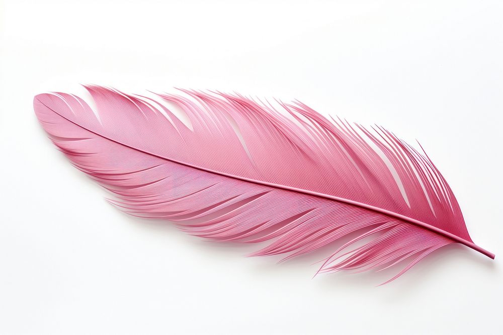 Feather plant leaf red. AI generated Image by rawpixel.