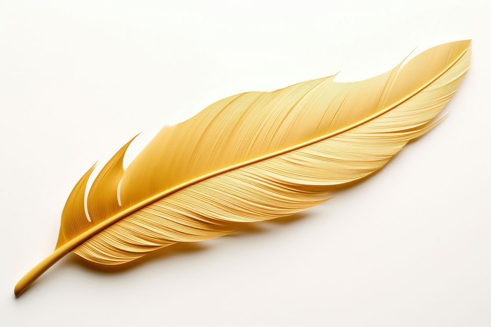 Feather gold leaf white background. 