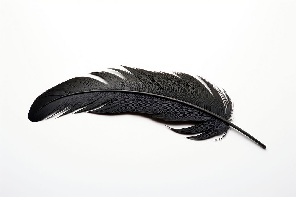 Feather black bird white background. AI generated Image by rawpixel.