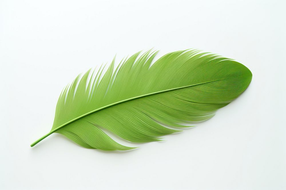 Feather plant green leaf. AI generated Image by rawpixel.