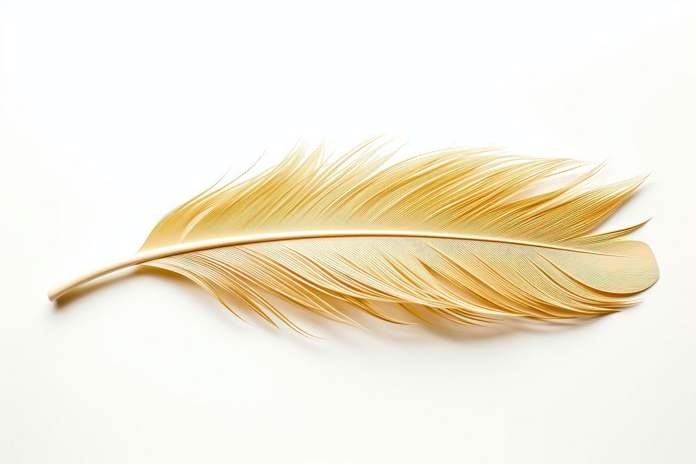 Feather bird white background lightweight. AI generated Image by rawpixel.