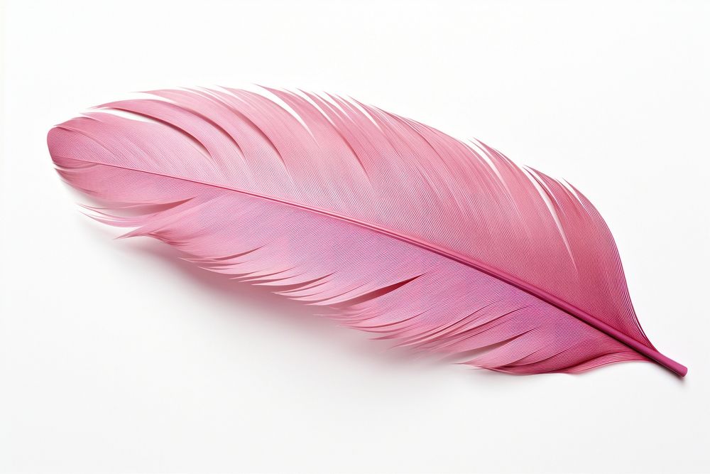 Feather petal plant leaf. AI generated Image by rawpixel.