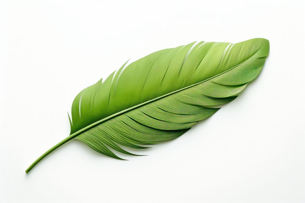 Plant green leaf white background. AI generated Image by rawpixel.